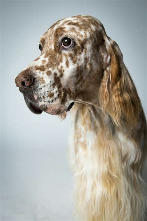 Pin By Debbie Warren Berry On Pet Portraits English Setter Dogs