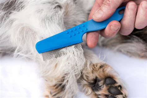 How To Tell If Your Dog Has Fleas Great Pet Care — Naive Pets