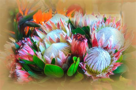 Flowers From Madeira Photograph By Deb Henman Fine Art America