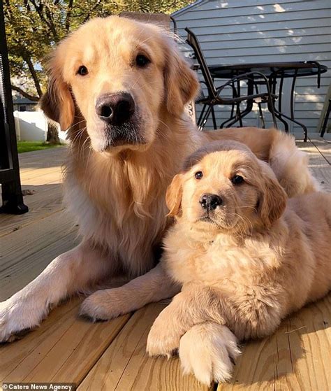 Adorable Moment A Golden Retriever Is Surprised With His New Seven Week