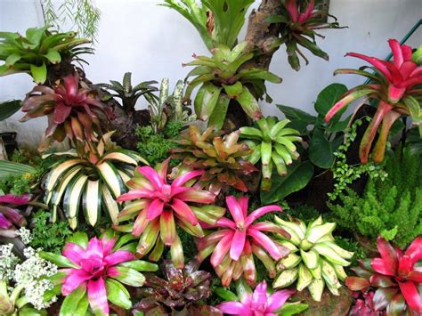Lidah mertua menduduki peringkat tiga tanaman hias populer di 2020. Paling Populer 29+ Gambar Bunga Bromelia Merah - Gambar ...