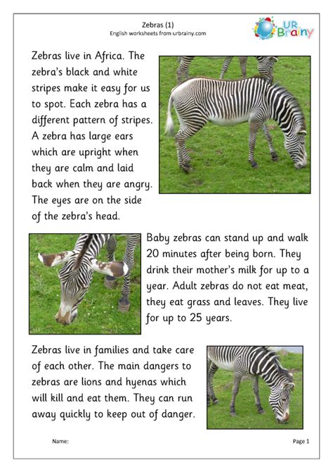 Zebra 1 The Animal Kingdom By
