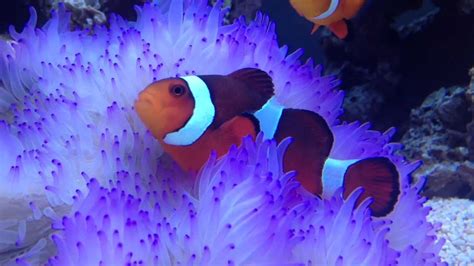 My Nemo Hosting Purple Anemone Youtube