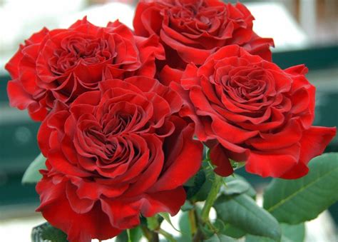 Wanted An Elegant Deluxe Garden Rose Variety Has A Large Red Head