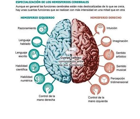 La Importancia De Saber En Que Hemisferio Cerebral Se Desarrolla Con