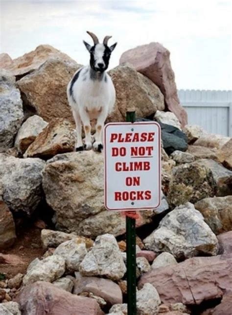 Ten Great Photos Of Goats Climbing On Various Things