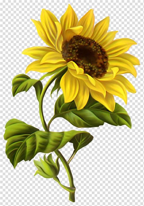 Here you can explore hq sunflower yellow transparent illustrations, icons and clipart with filter setting like size, type, color etc. Yellow flower illustration, Common sunflower Drawing ...