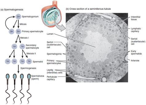 Difference Between Spermatogenesis And Oogenesis Definition