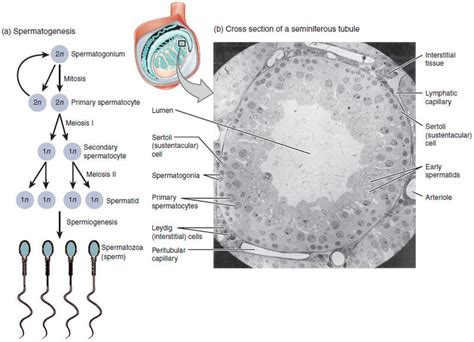 Meiosis And Gametogenesis Biology I Laboratory Manual