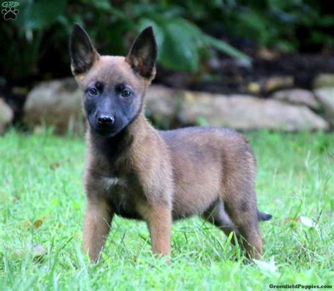 Belgian Malinois Puppies For Sale Greenfield Puppies
