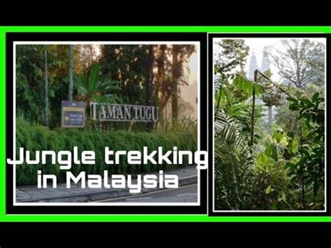 Amazing taman tugu forest trails in kuala lumpur, malaysia reaction | mr halal reacts подробнее. JUNGLE TREKING IN MALAYSIA || TAMAN TUGU FOREST TRAIL ...