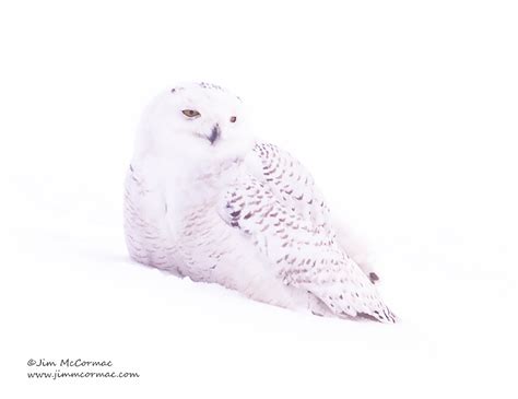 Ohio Birds And Biodiversity Snowy Owl Snow Bathing Short Eared Owls