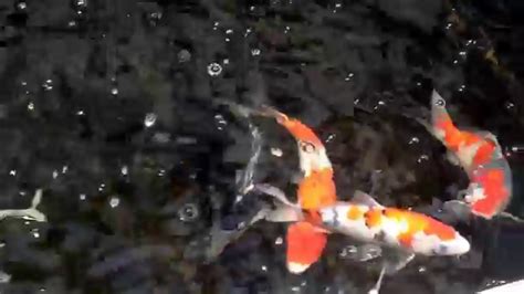 Mystic koi - YouTube