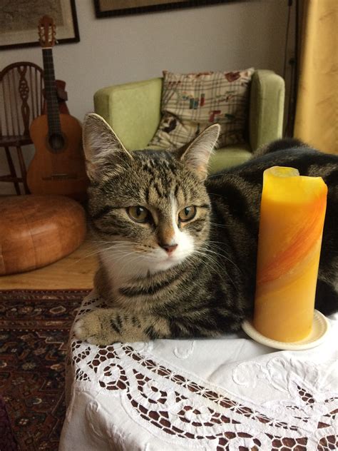 A Cat Sitting On Top Of A Table Next To A Cup And Orange Drink Bottle