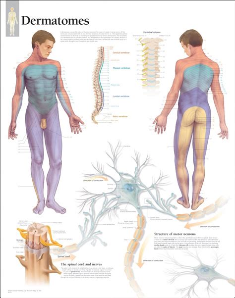 Dermatome Chart Free Dermatomes Chart And Map The Best Porn Website