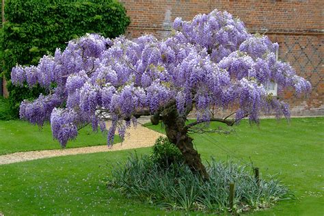 How To Plant Prune And Care For Wisterias Wisteria Tree Garden
