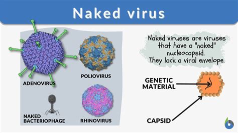 Diversidad De Los Seres Vivos Y Diagrama Sobre Virus Viroides Y The Best Porn Website