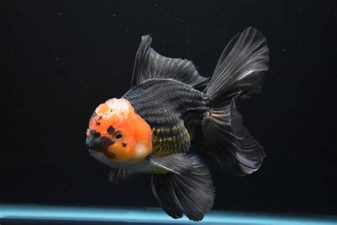 Thai Oranda Tricolor Gold - Aquarium Fish India