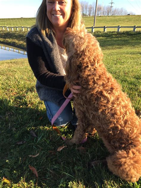 Their popularity grew as they spread to canada this means that there is more choice in breeders for goldendoodle than bernadoodles. Goldendoodle Puppy Breeder in NY near PA About ...