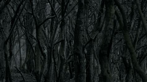 Dark Forest  2  Images Download