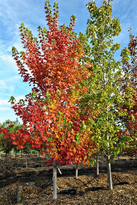 Maple October Glory Red For Sale In Boulder Colorado
