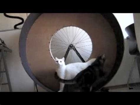 Homemade, under 100 dollars and it works perfect! cat wheel prototype minka & snowy - YouTube