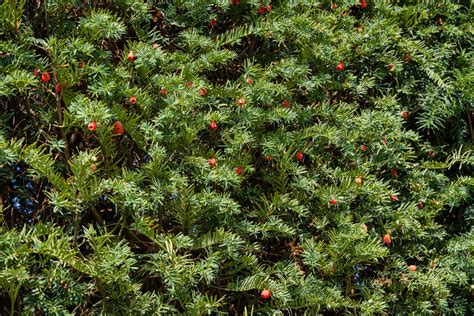100 Different Types Of Bushes And Shrubs Plantsnap