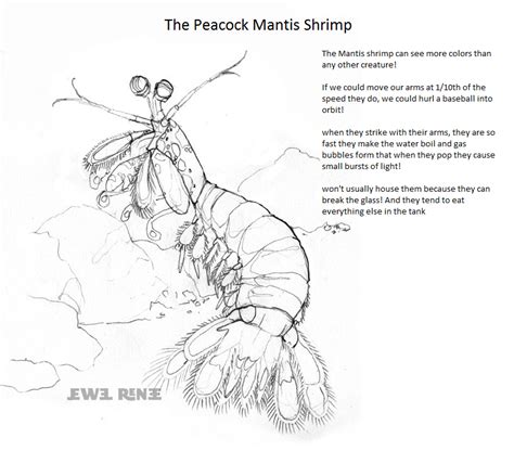 Mantis shrimp drawing at getdrawings. coloring page and info for mantis shrimp-pool day. going ...