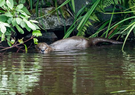 Recent Otter Attack In Montana Almost Unheard Of Washington State