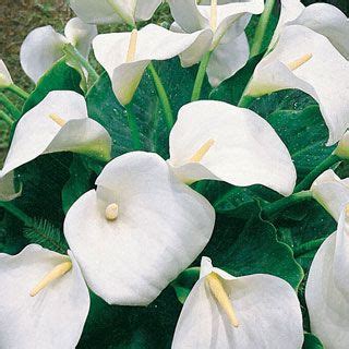 Sign up to receive emails from parkseed.com. Giant White Calla Lily plant http://parkseed.com/product ...