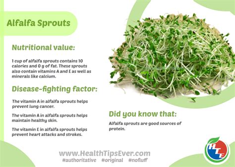 Bean sprouts are a good source of dietary fiber and proteins. Alfalfa Sprouts Nutritional Benefits with Infographics