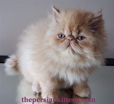 Persian Kittens For Sale Near Me Cats For Sale The Persian Kittens