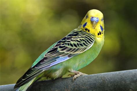 Parakeets And Budgies Species Profile