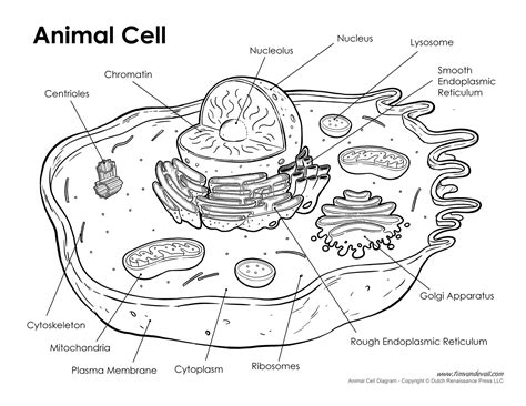 Animal cell parts color poster this is a poster with a diagram of basic animal cell parts. Printable Animal Cell Diagram - Labeled, Unlabeled, and Blank