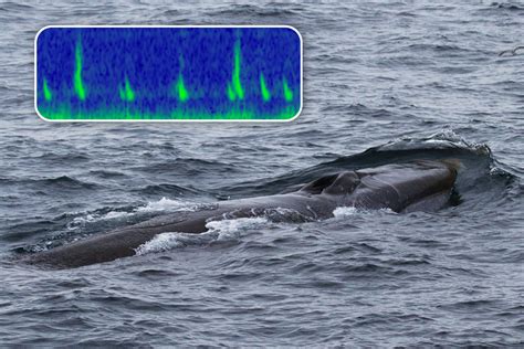 Ai Speeds Delivery Of Information Critical For Whale Conservation