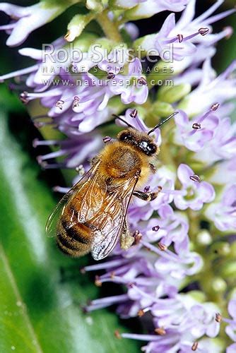 Let us know why you like it, whether. Honey bee (Apis mellifera) pollinating native Hebe flowers ...