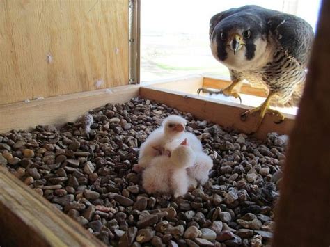 Peregrine Falcon Chicks Hatch At Kansas City Area Nests Shoebill