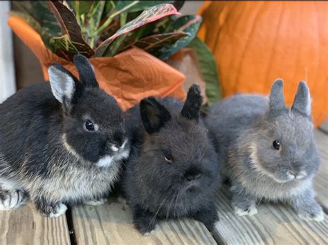 Netherland Dwarf rabbit Rabbits For Sale | Rockwell, NC #312963