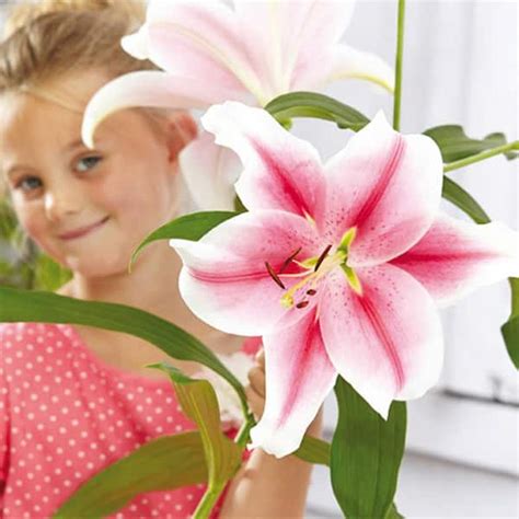 breck s giant hybrid lily pink brilliant bulbs 5 pack 05939 the home depot