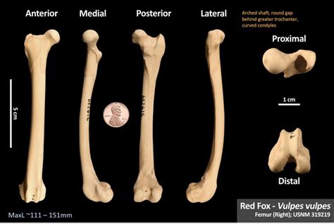 Red Fox Femur Osteoid Bone Identification