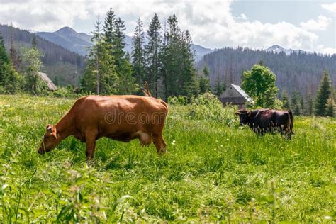 Brown Cows Graze On A Green Meadow In The Summer Stock Photo Image Of