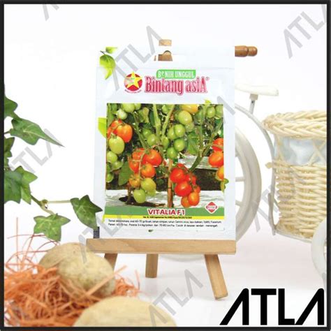 Jual Dijual Benih Tomat Vitalia F Biji Buah Tomato Bibit Tanaman