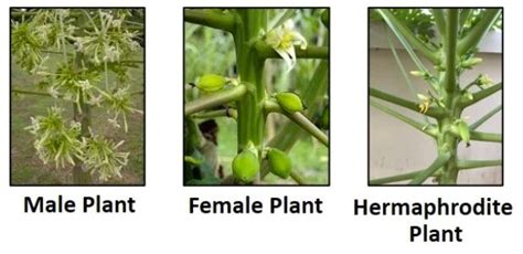 How To Identify Male Female Or Hermaphrodite Papaya Trees