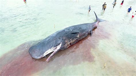 Dead Sperm Whale Beached In Samal With Fishnet And Plastic Inside Its