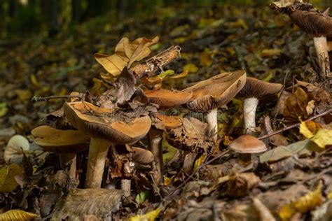 Poison Pie Mushroom Hebeloma Crustuliniforme Growing Through The