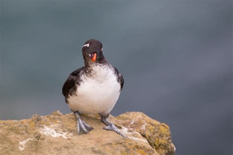 Parakeet Auklet A Parakeet Auklet At The Edge Of A Cliff Flickr