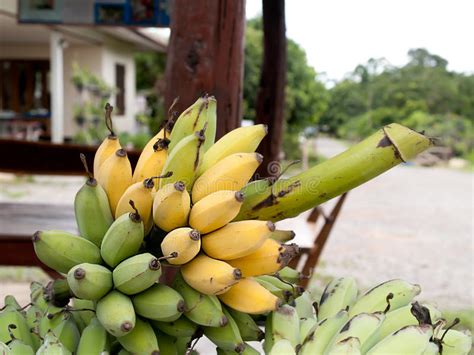 Cultivated Banana Stock Image Image Of Health Banana 57303019