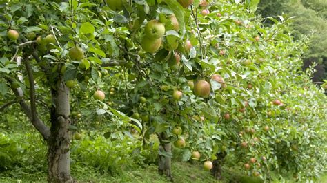 How To Grow Apple Trees Complete Growing Guide Youtube