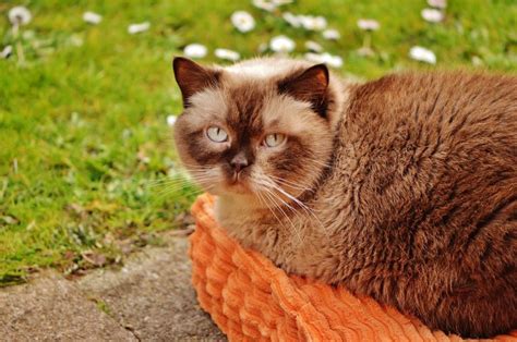 Top 10 Most Expensive Cat Breeds In The World Cute Pets