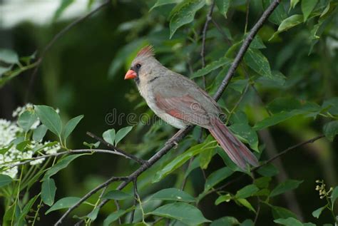 A Female Northern Cardinal Stock Photo Image Of Bird 64666936